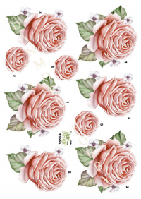 Billede: rosa rose, dan-design