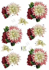 Billede: blomst, dan-design