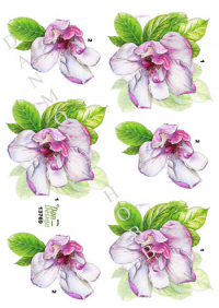 Billede: en enkelt blomst, dan-design