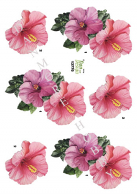 Billede: hawaiblomster, dan-design