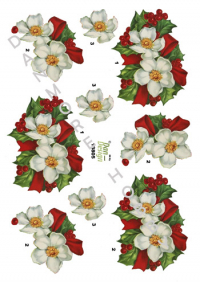 Billede: julerose, dan-design