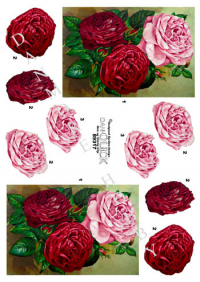 Billede: 3 nuancer i røde roser, dan-quick