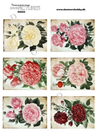 Billede: rosenbilleder, dan-pictures