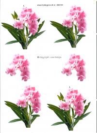 Billede: blomster, tilbud