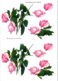 Billede: 2 lyserøde roser, tilbud