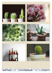 Billede: 6 billeder af kaktus, barto design