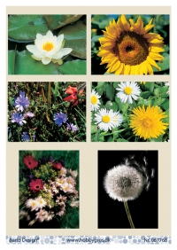 Billede: 6 billeder af blomster, barto design