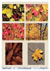 Billede: 6 billeder med efterårsblade og kogler, barto design