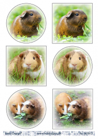 Billede: 6 billeder af hamster/marsvin spiser grønt, barto design