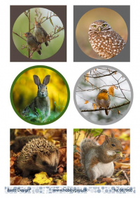 Billede: 6 billeder med dyr fra naturen, barto design