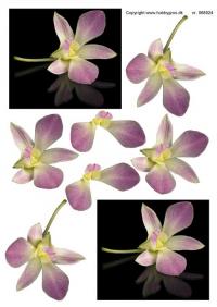 Billede: orkide, hobbygros, førpris kr. 6,- nupris