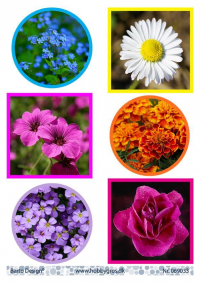 Billede: 6 billeder med blomster, barto design