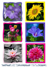 Billede: 6 blomsterbilleder, barto design