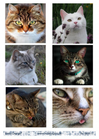 Billede: 6 billeder af forskellige katte, barto design