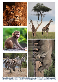 Billede: 5 billeder af vilde dyr fra Afrika, barto design