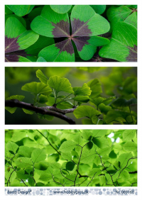Billede: 3 baggrundsbilleder med grønne blade til slimline kort, barto design