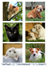 Billede: 6 billeder af hunde og katte, barto design