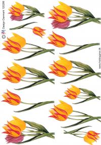 Billede: tulipaner, tilbud