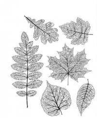 Billede: SA / Tim Holtz Cling Stamp “Pressed Foliage