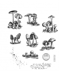 Billede: SA / Tim Holtz Cling Stamp “Tiny Toadstools