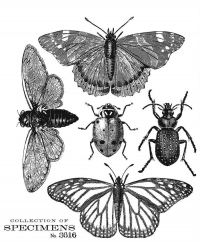 Billede: SA / Tim Holtz Cling Stamp “Specimen