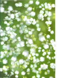 Billede: vellum hvid blomst grøn baggrund