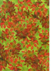 Billede: rød blomst grøn baggrund, vellum