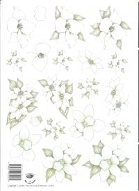 Billede: hvide blomster, tierelantjintji